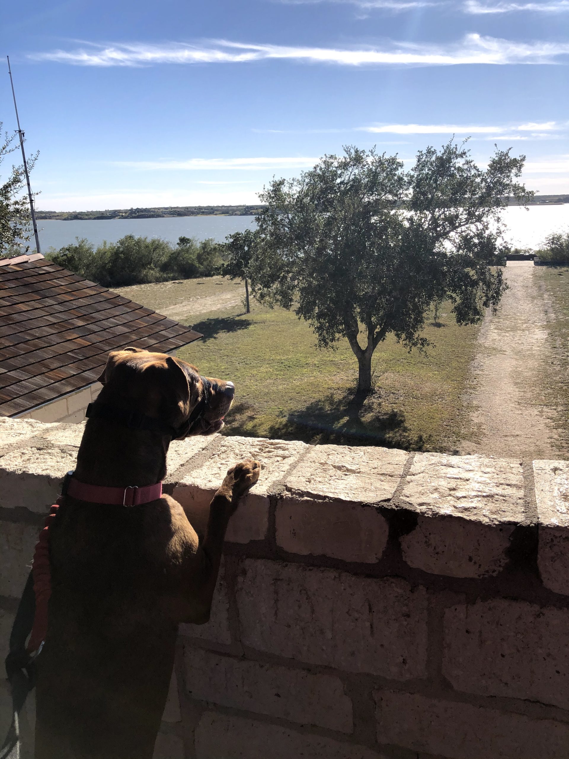 Elly looking over wall at lake