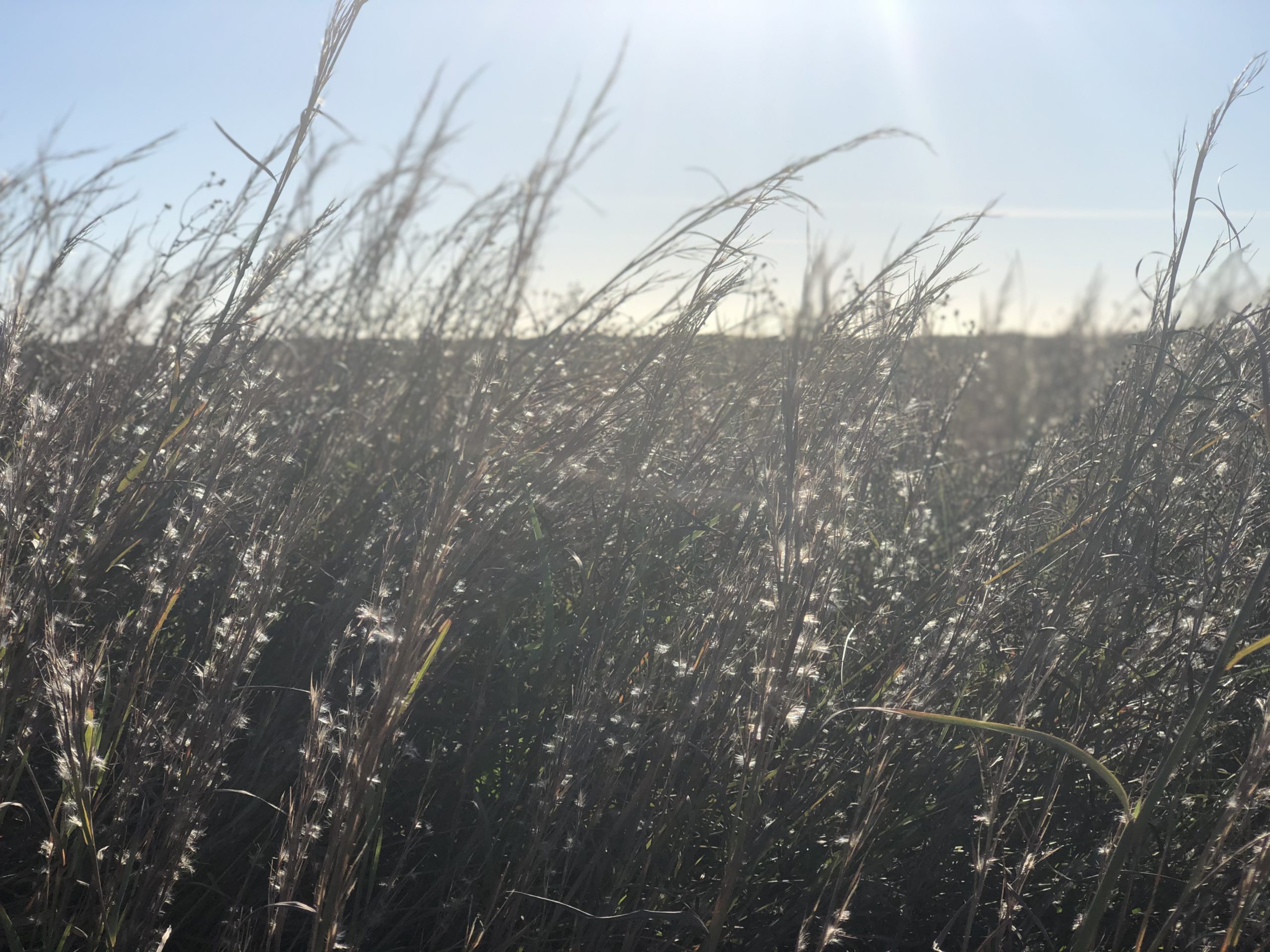 dune grass in the wind